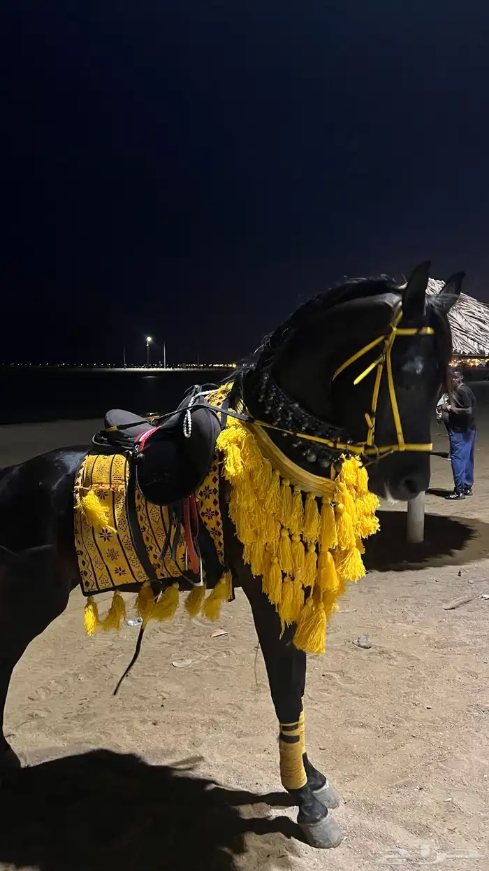 تاجير الخيل لي جميع انواع المناسبات والحفلات 14