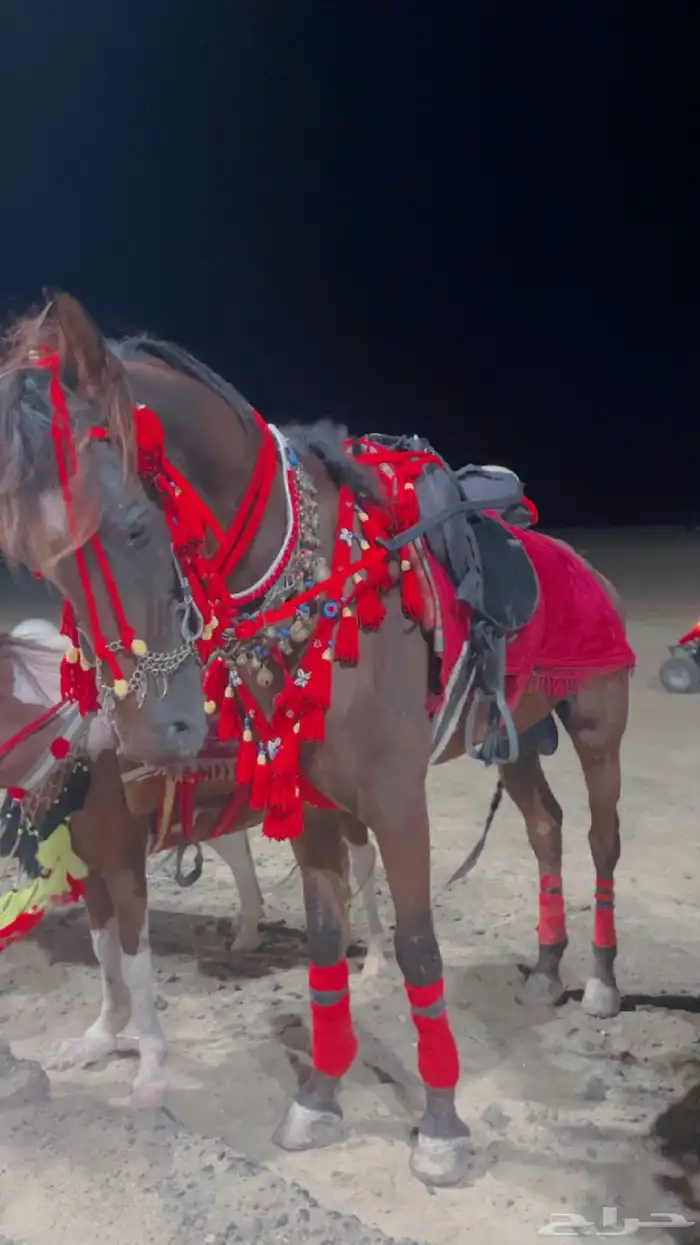 تاجير الخيل لي جميع انواع المناسبات والحفلات 11