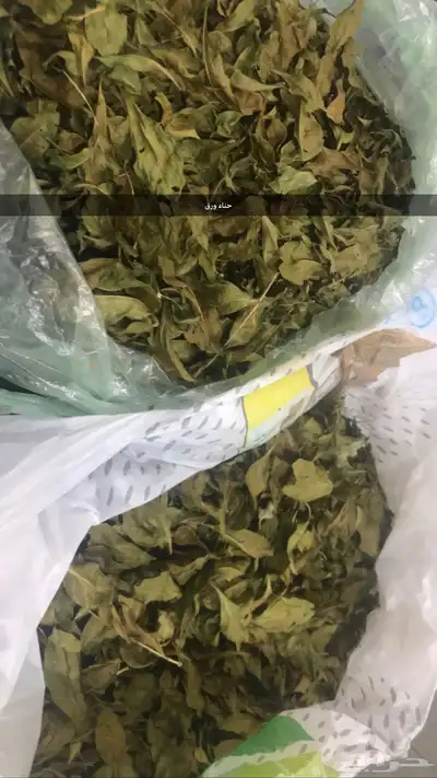 حناء وسدر للشعر والصبخات 0