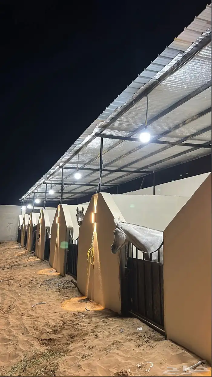 مربط نواصي الاصايل وتدريب الخيل 1