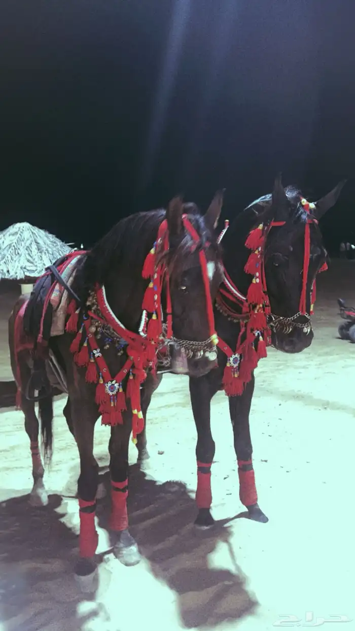 تاجير الخيل لي جميع انواع المناسبات والحفلات 4