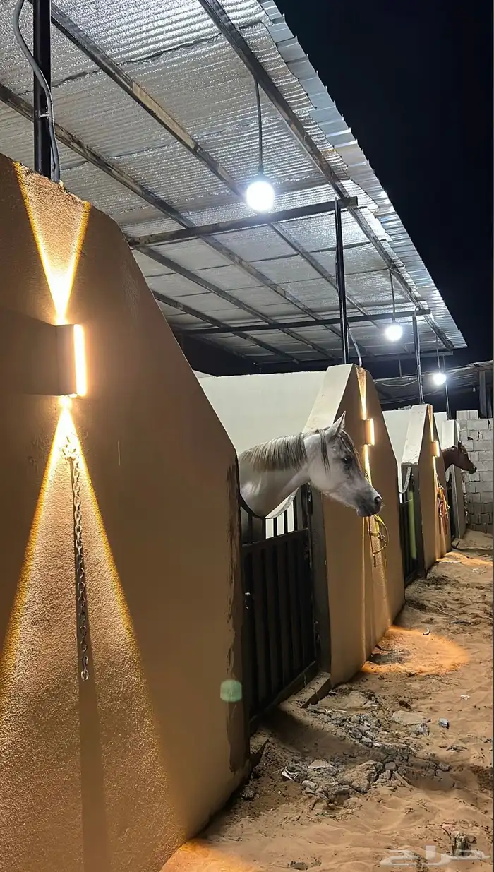 مربط نواصي الاصايل وتدريب الخيل 2