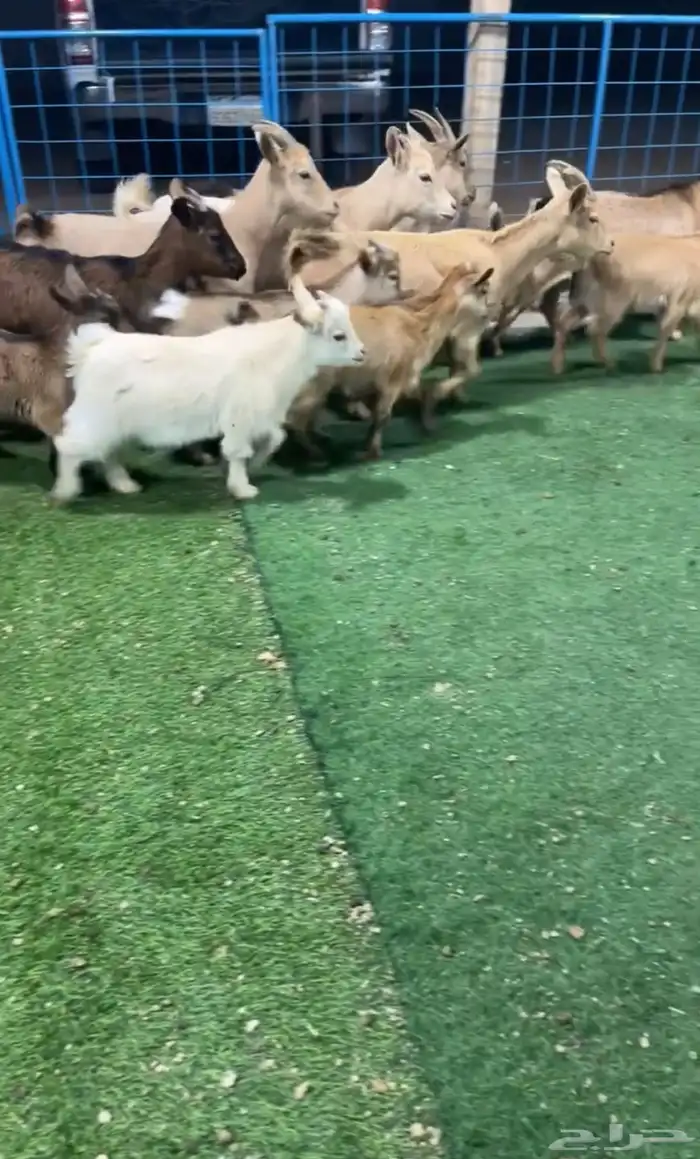 ماعز قزمي بيور للمحبين النوادر تم البيع 2