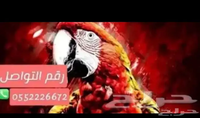 ترويض وتوليف وفندقه وبيطره للطيور 4