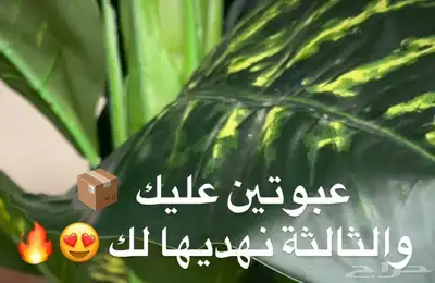 عروض رمضان 3