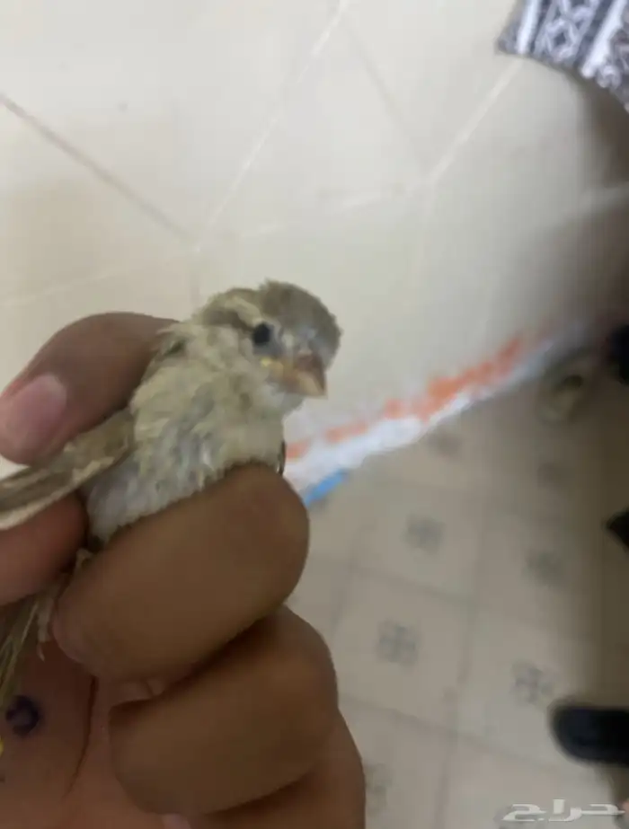 طيور للبيع مع القفص 70ريال مستعجل 1