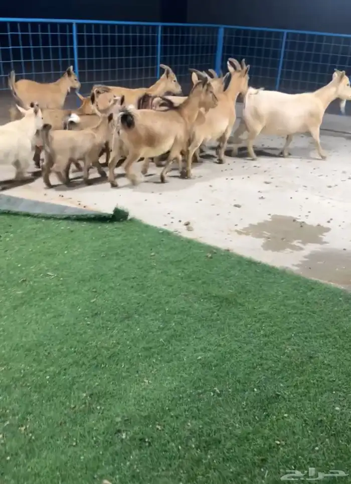 ماعز قزمي بيور للمحبين النوادر تم البيع 1