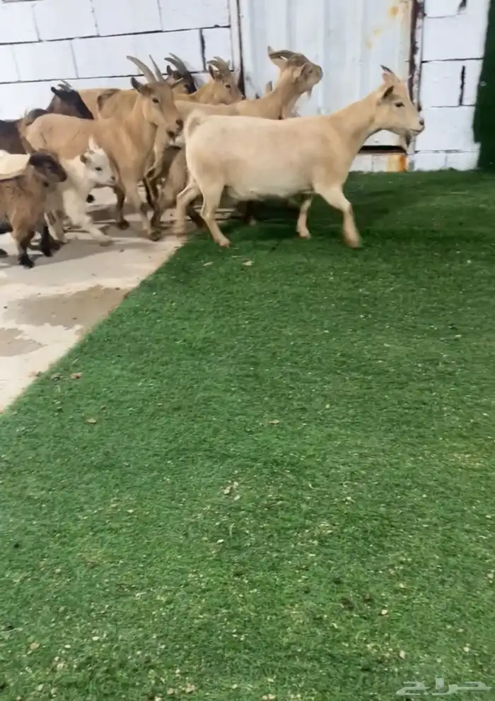 ماعز قزمي بيور للمحبين النوادر تم البيع 0