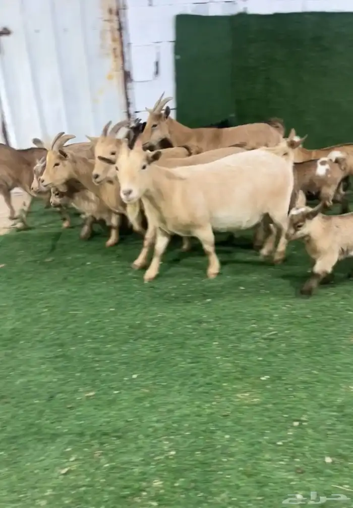 ماعز قزمي بيور للمحبين النوادر تم البيع 3