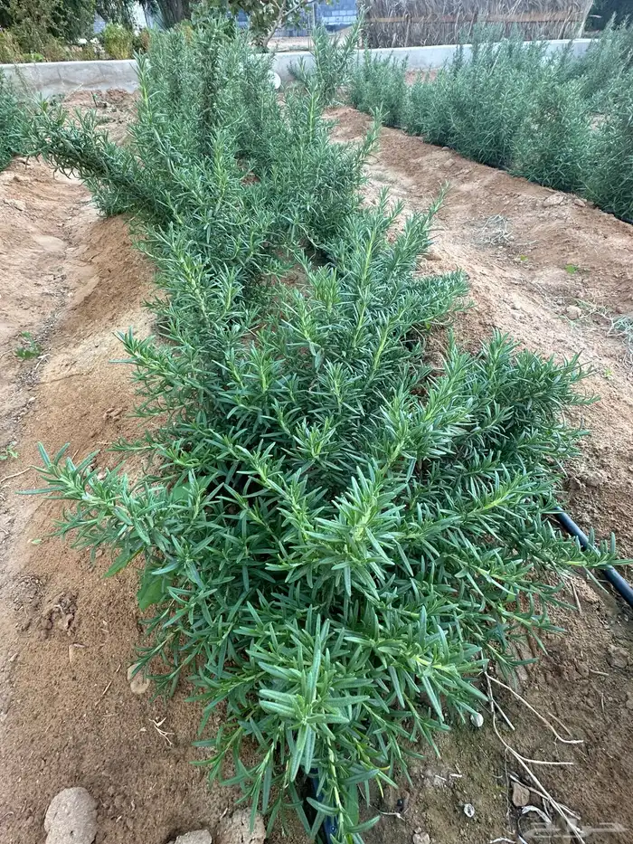 روزماري إكليل الجبل طازج عضوي من المزرعة 5