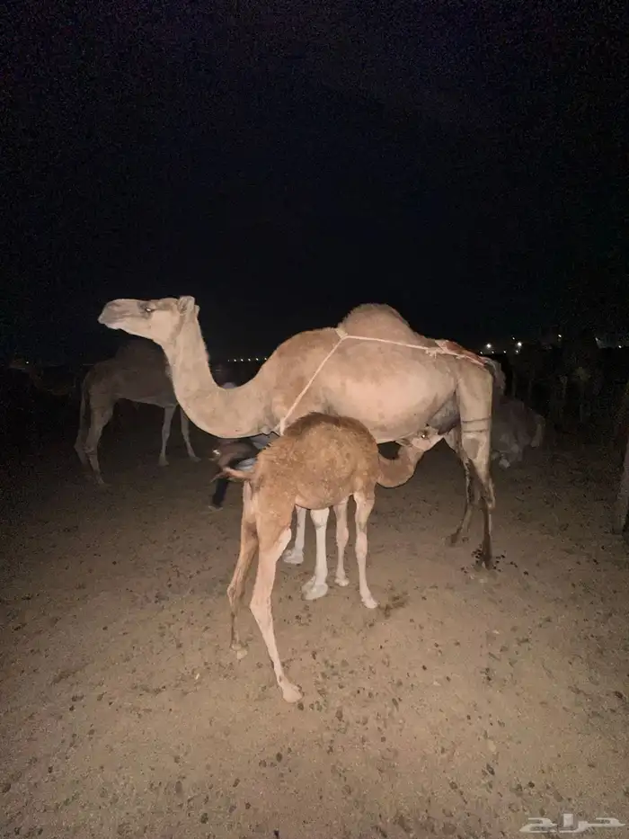 خلفه ساحليه طيبة وسعر مناسب ( تم البيع ) 4