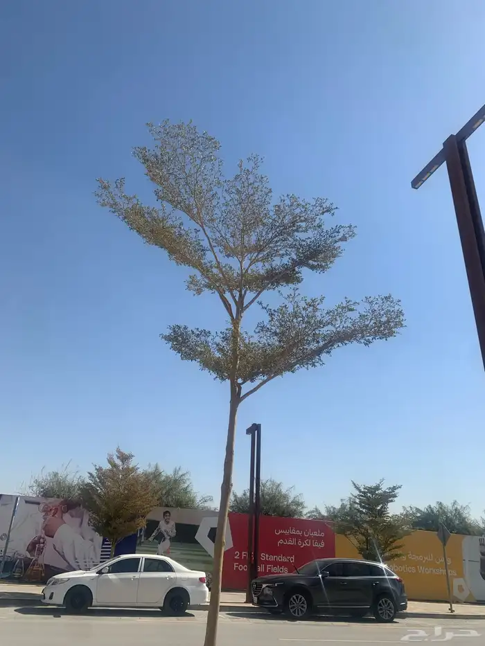 بذور ترمناليا منتالي 1