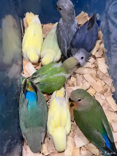 فروخ روز 0