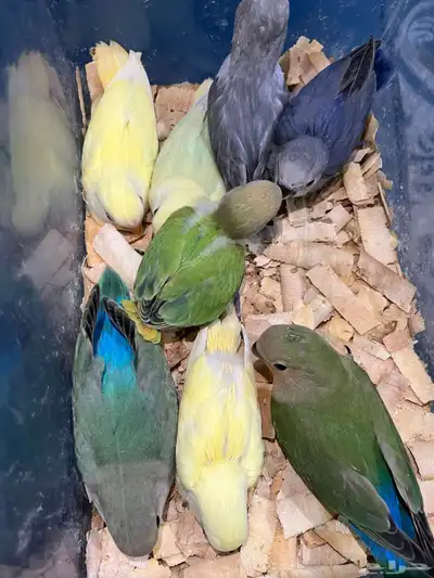 فروخ روز 2