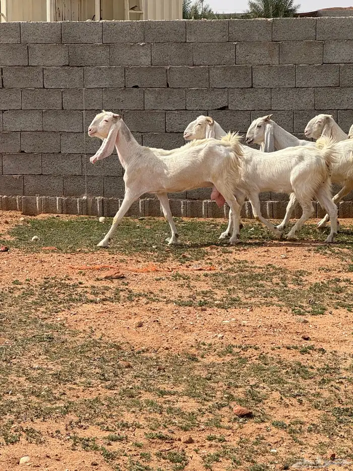 للبيع معزا مشاريك 2