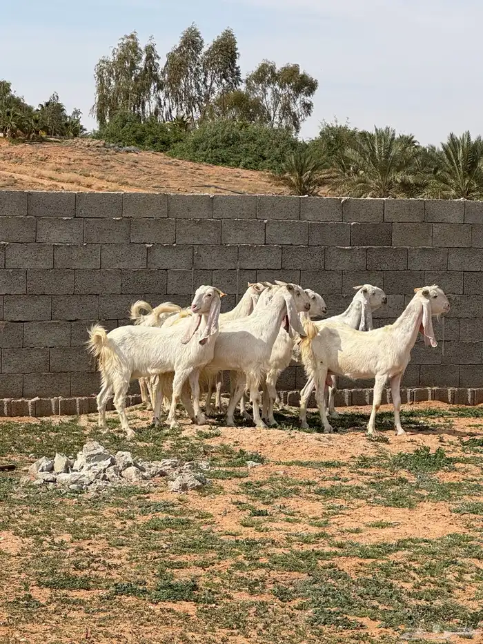 للبيع معزا مشاريك 4