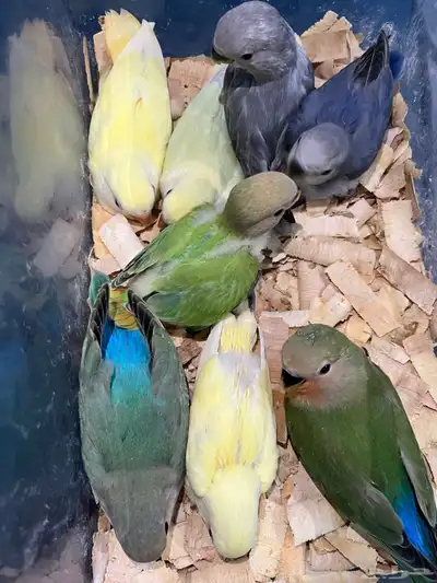 فروخ روز 1