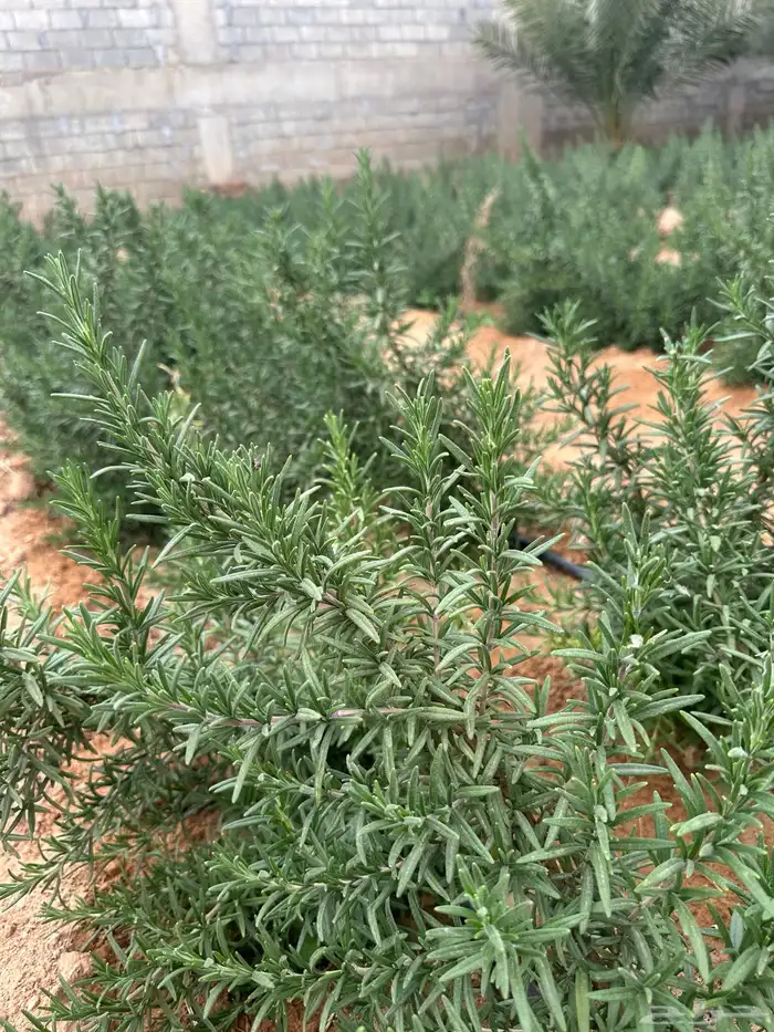روزماري إكليل الجبل طازج عضوي من المزرعة 1