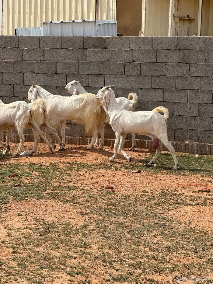 للبيع معزا مشاريك 3