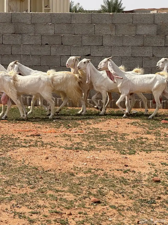 للبيع معزا مشاريك 1