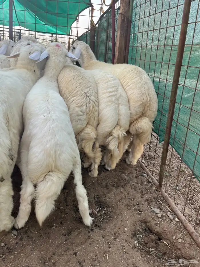 طليان حري فل شحم ولحم حي الحمدانيه خلف التشاليح 6