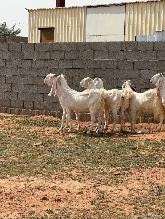 للبيع معزا مشاريك 5