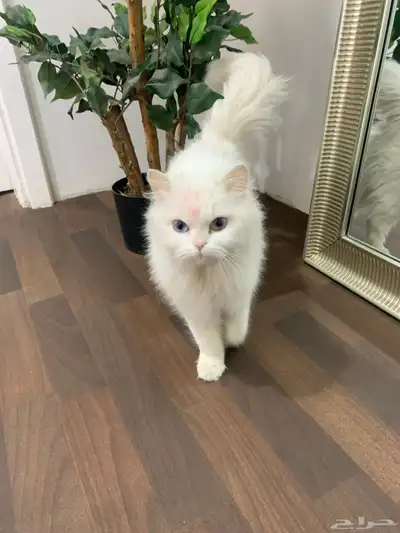 قطه 1