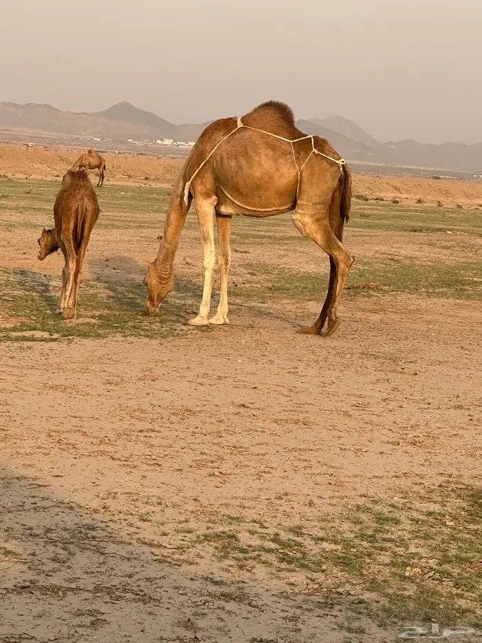خلفه ساحليه طيبة وسعر مناسب ( تم البيع ) 2