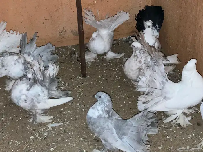 حمام رقاص للبيع في بيشة 5