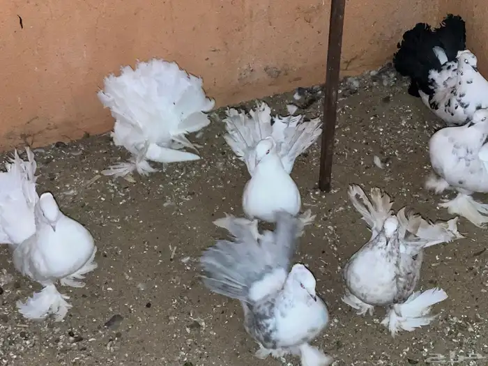 حمام رقاص للبيع في بيشة 4