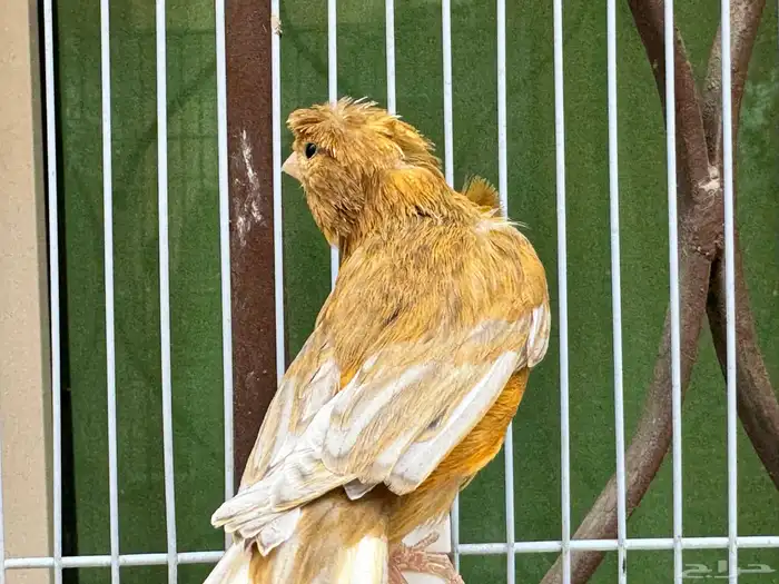 ذكر كناري مشمشي كرست لون جميل 4