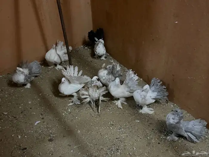 حمام رقاص للبيع في بيشة 0