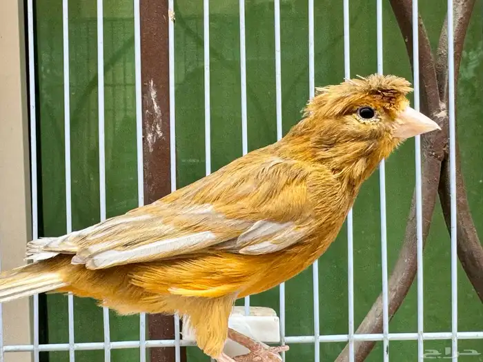 ذكر كناري مشمشي كرست لون جميل 3