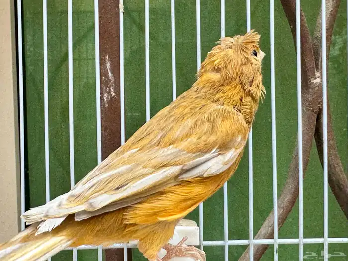 ذكر كناري مشمشي كرست لون جميل 2