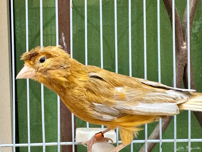 ذكر كناري مشمشي كرست لون جميل 0