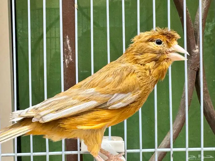 ذكر كناري مشمشي كرست لون جميل 1