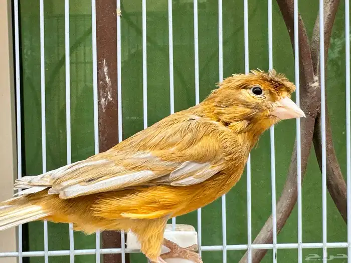 ذكر كناري مشمشي كرست لون جميل 5