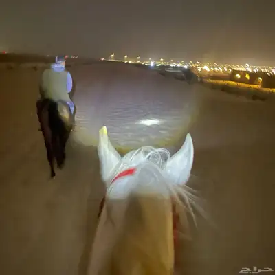 أيواء خيل 4