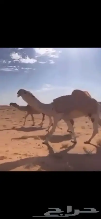لبيع قعود باتلي على سلمان ولد بعير الامير عبدالعزيز ابن فهد 0