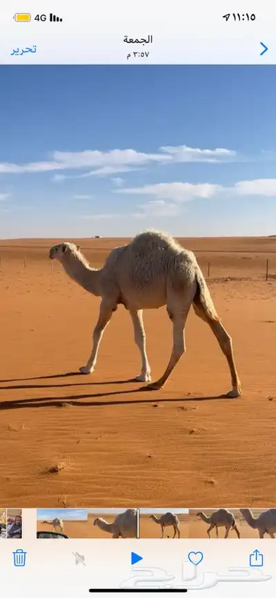 قعد 0