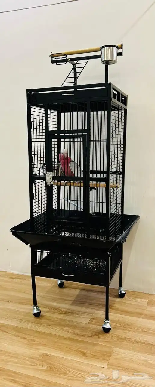 كوكاتو قالا تم البيع 13