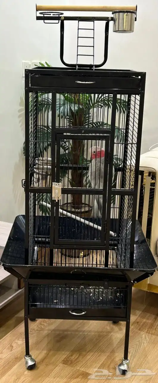 كوكاتو قالا تم البيع 10