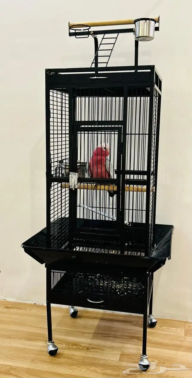 كوكاتو قالا تم البيع 11