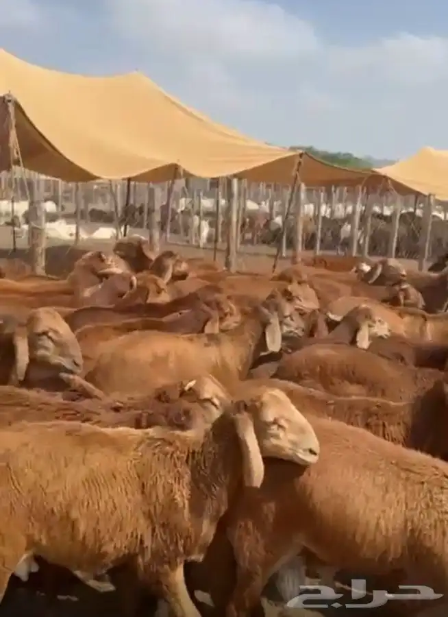 سواكن 1