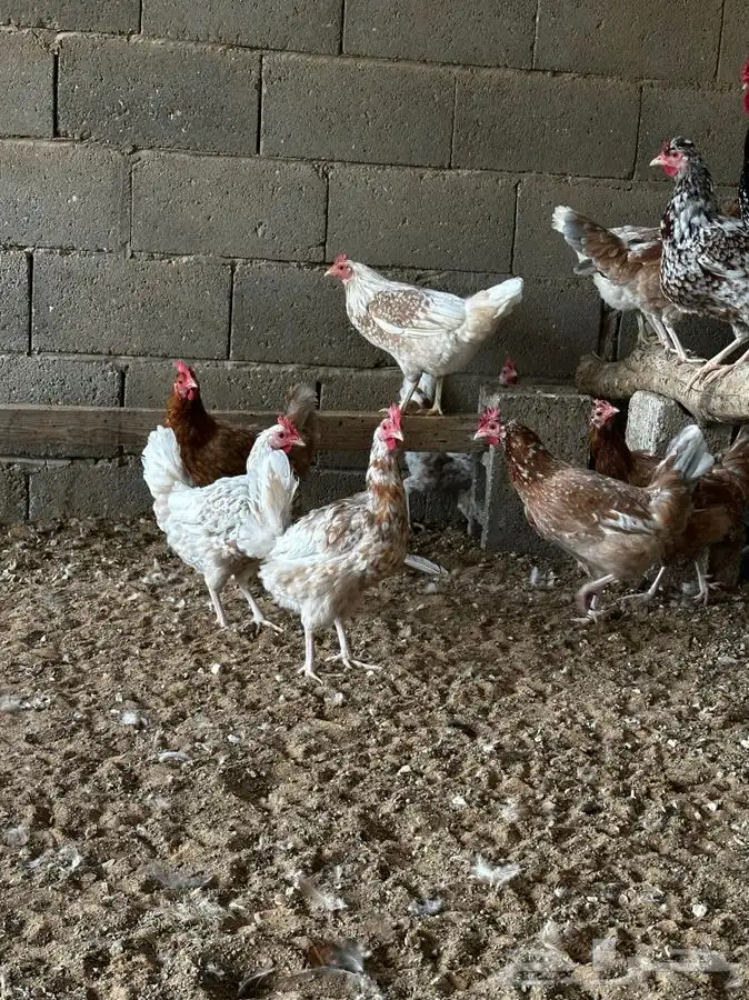 دجاج نقشات 3