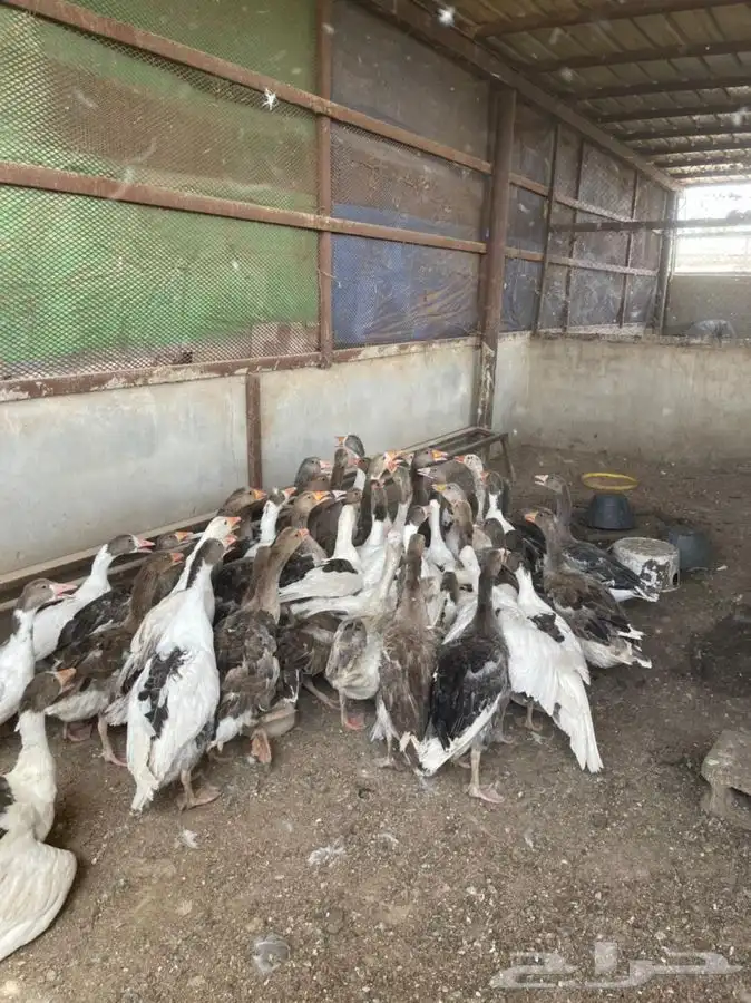 وز مصري وز بلدي 3