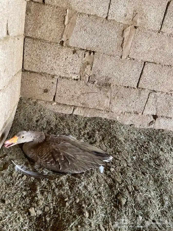 وز مصري وز بلدي 2