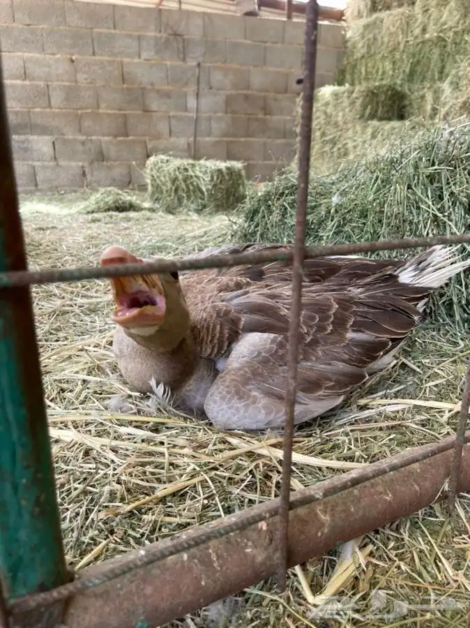 وز مصري وز بلدي 1