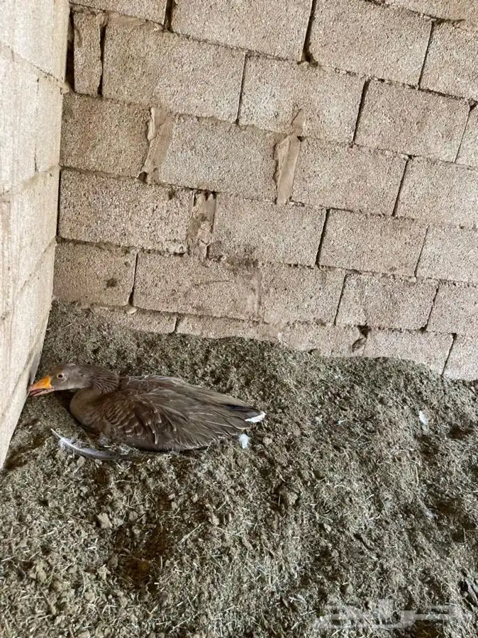 وز مصري وز بلدي 0