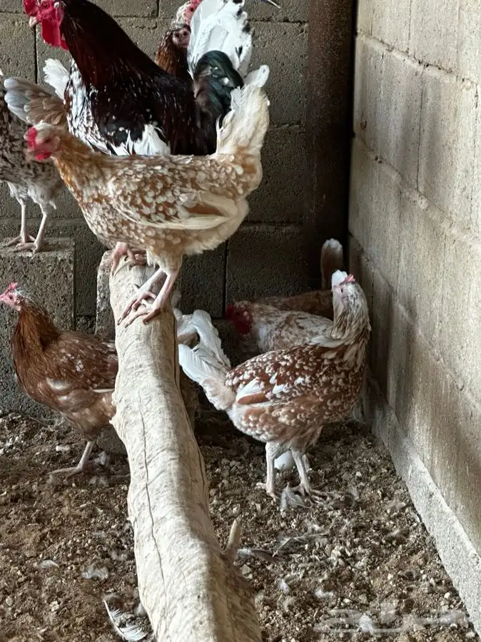 دجاج نقشات 0